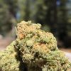 Buy Obama Kush online Australia | Order Obama Kush online Australia | Obama Kush For Sale online Australia With Fast And Discreet Delivery.