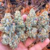 Buy White Widow Online Norway | Order White Widow Online Norway | White Widow For Sale Online Norway With Fast And Discreet Delivery