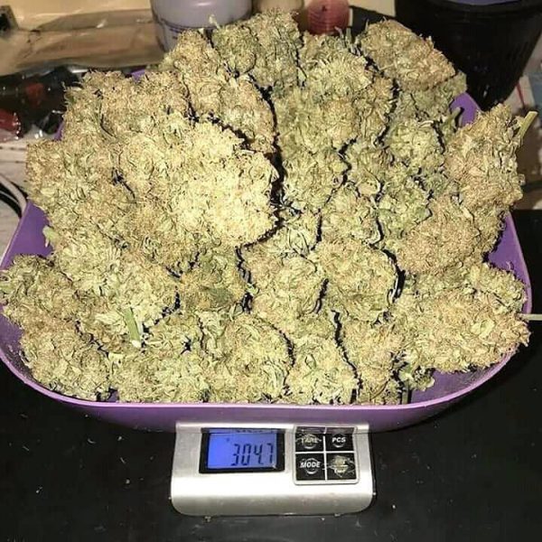 Buy Blueberry Kush online Denmark | Order Blueberry Kush online Denmark | Blueberry Kush For Sale online Denmark With Fast And Discreet Delivery Guarantee