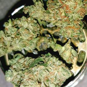 Buy Ghost Strain Haze Online Italy | Order Ghost Strain Haze Online Italy | Ghost Strain Haze For Sale Online Italy With Discreet Delivery Guarantee